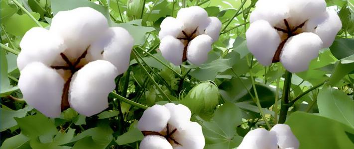 長絨棉襯衫定制