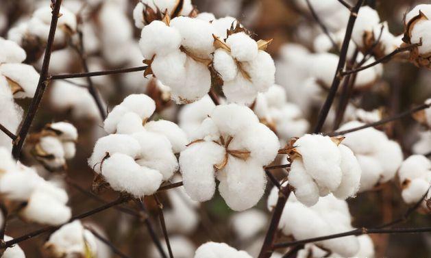 新疆棉花